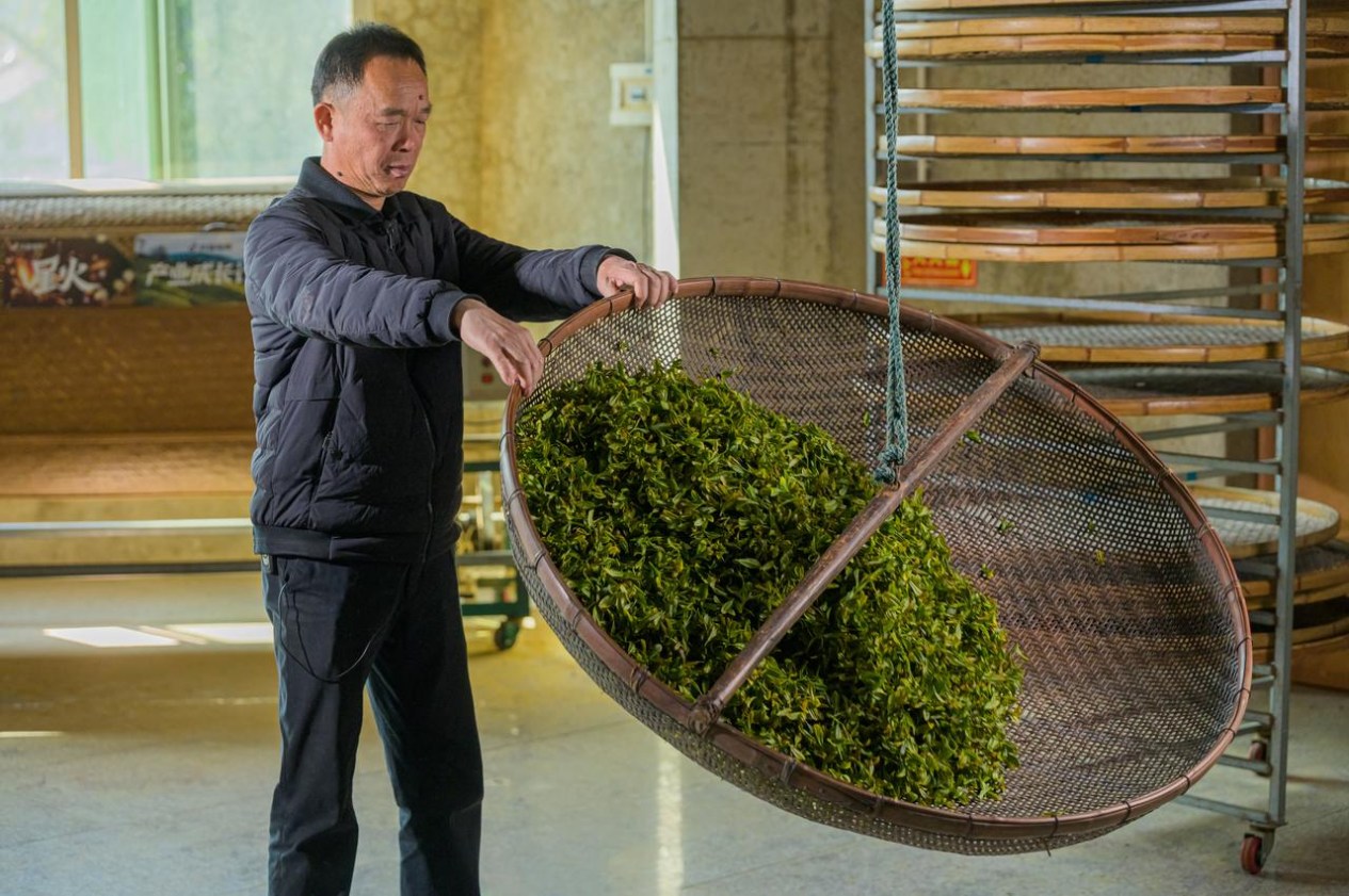 642乌龙茶非遗传承人刘金龙:抖音铁了心做好传统铁观音!